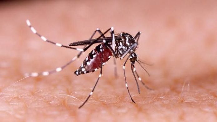 Nyamuk Aedes aegypti atau Aedes albopictus yang telah terinfeksi virus Dengue
