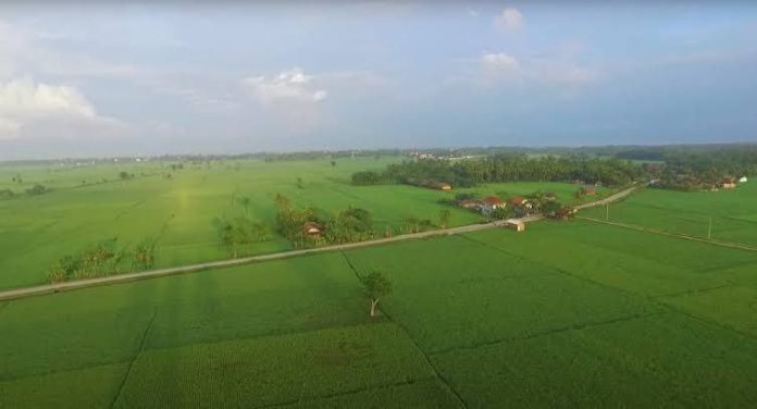 ilustrasi sawah sebagai lumbung pangan dunia