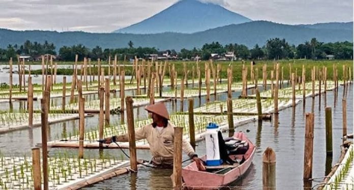 panen perdana dari program Padi Apung di Kalimantan Selatan