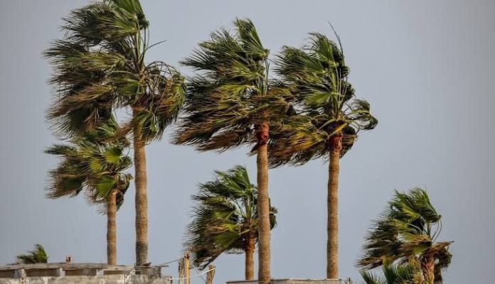 ilustrasi angin kencang yang menerjang pepohonan