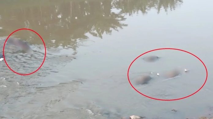 Penemuan 7 Mayat di Kali Bekasi