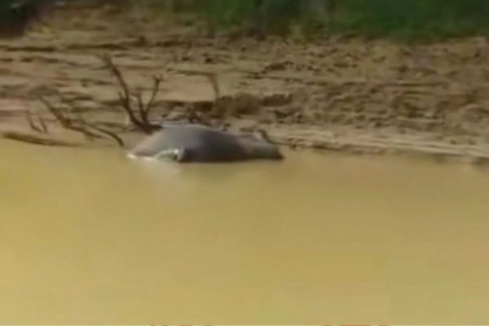 Fenomena puluhan kerbau mati mendadak di Sungai Kampar Kiri, Riau.