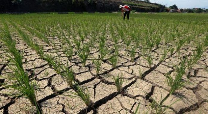 ilustrasi sawah di Indonesia